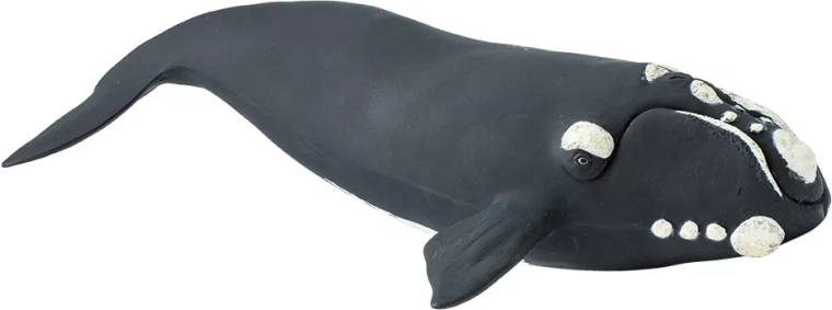 Safari Ltd. figurka wieloryba biskajskiego - 1 szt.