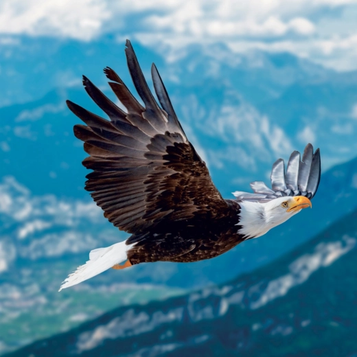 12 imponujących fotografii dzikiej przyrody