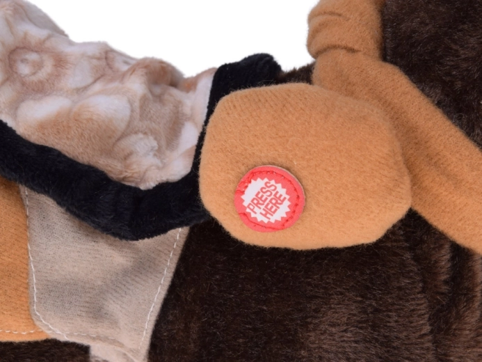 Chodzi, rży i tańczy do country