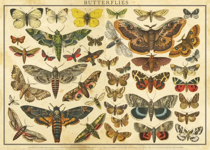 Puzzle Vintage Nature: motyle 2000 elementów