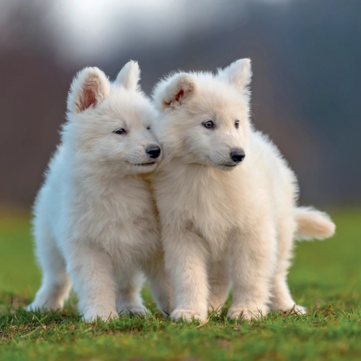 Zakres od września 2026 do grudnia 2027