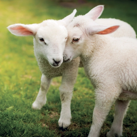 Przejrzyste kalendarium w 6 językach