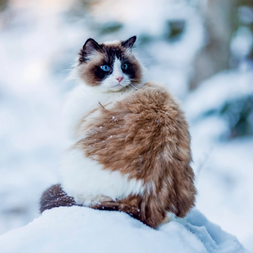 Sześć języków i czytelne święta