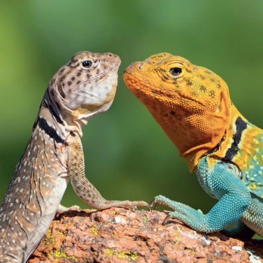 Przejrzyste kalendarium w 6 językach