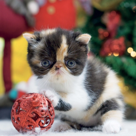 Sześć języków, święta i fazy Księżyca