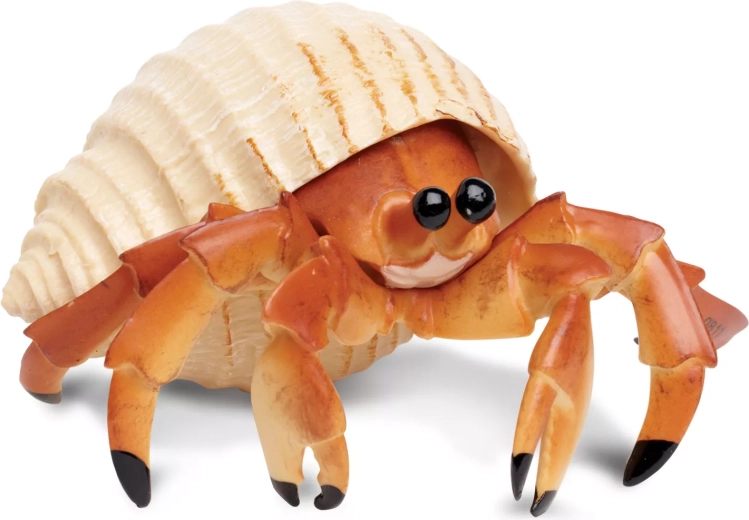Krab pustelnik Safari Ltd.