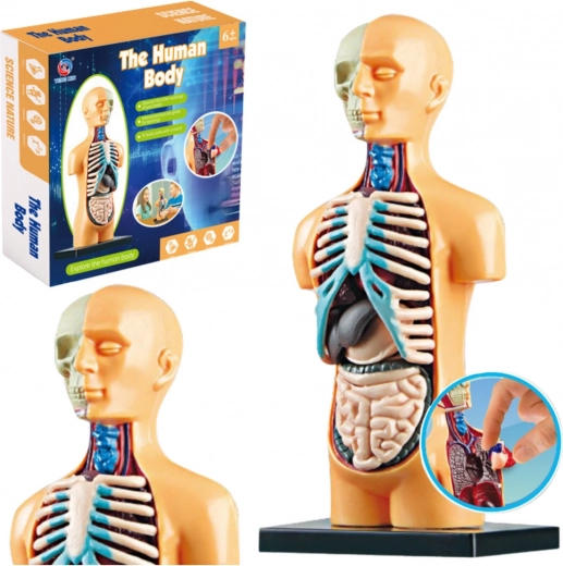 Model anatomii ludzkiego ciała do nauki
