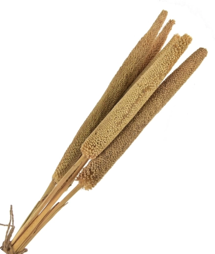 Suszona dekoracja (suszek) beżowa – 5 szt., 50–60 cm
