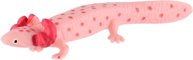 Typowy wygląd aksolotla