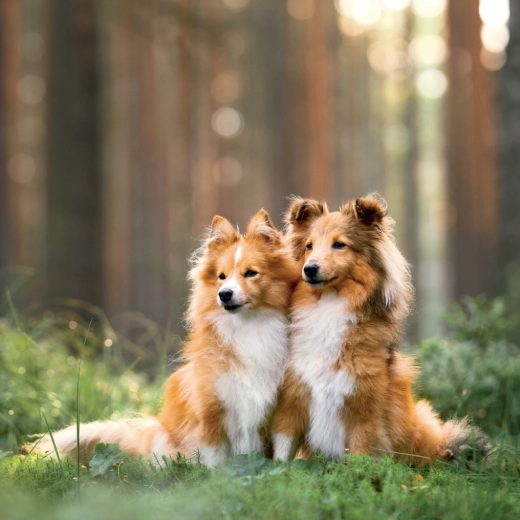 Sześć języków, fazy księżyca i święta