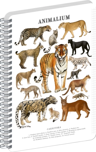 Notique notes spiralny Animalium – kotowate drapieżniki A4, w kratkę