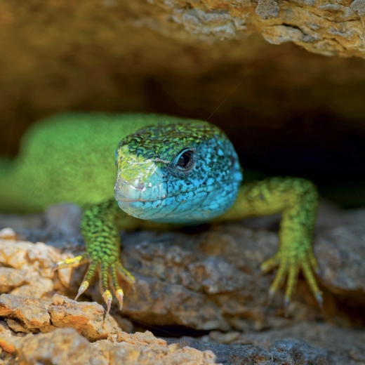 Imponujące, detaliczne zdjęcia jaszczurek