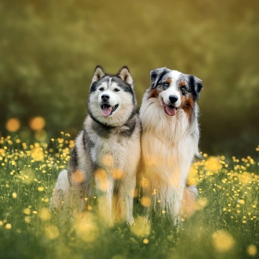 Przejrzyste kalendarium notatkowe