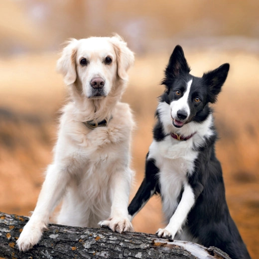 Piękne fotografie psów przez cały rok