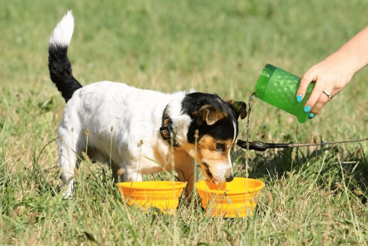 Nawadnianie i karmienie w każdym miejscu dzięki funkcji 2w1