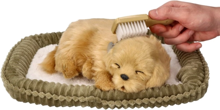 Adoptuj oddychające szczenię golden retrievera