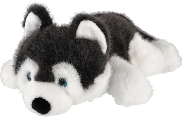 Typowy wygląd husky