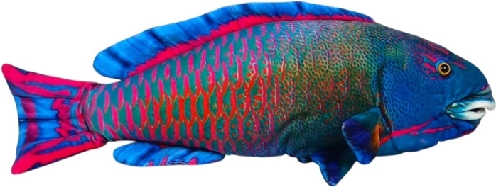 Pluszowa morska rybka niebieska 50 cm
