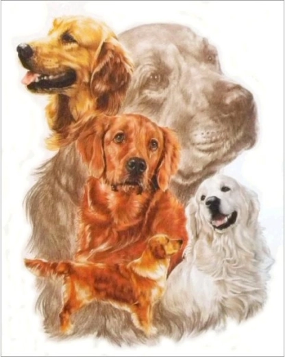 Diamentowe malowanie – obraz Golden retriever 30 × 35 cm