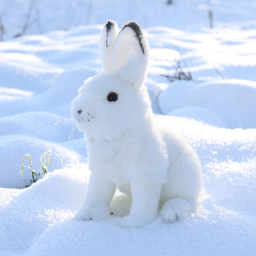 Wierny wygląd zająca polarnego