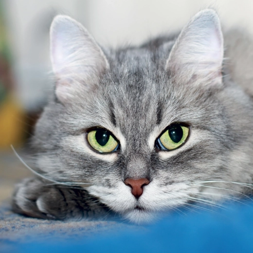 Elegancka dekoracja na ścianę