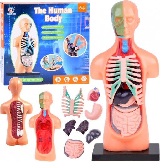 Edukacyjny model ludzkiego ciała z wyjmowanymi organami, mini 15 cm