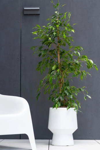 Inteligentny wkład dla zdrowszych korzeni