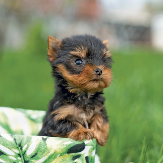Praktyczne pole na notatki na każdy dzień