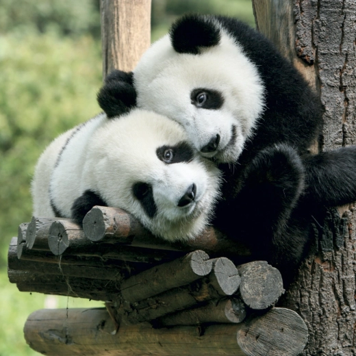 Urocze pandy na każdy miesiąc