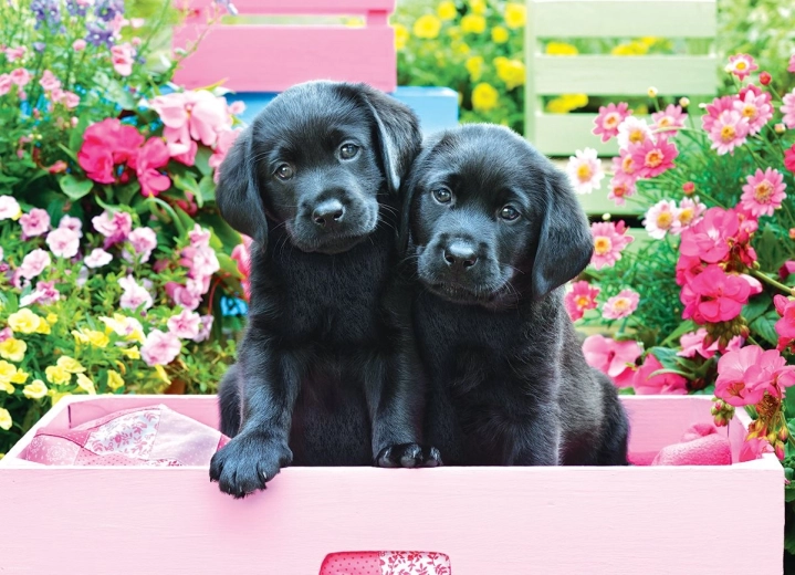 EUROGRAPHICS Puzzle Labrador w pudełku XL 500 elementów