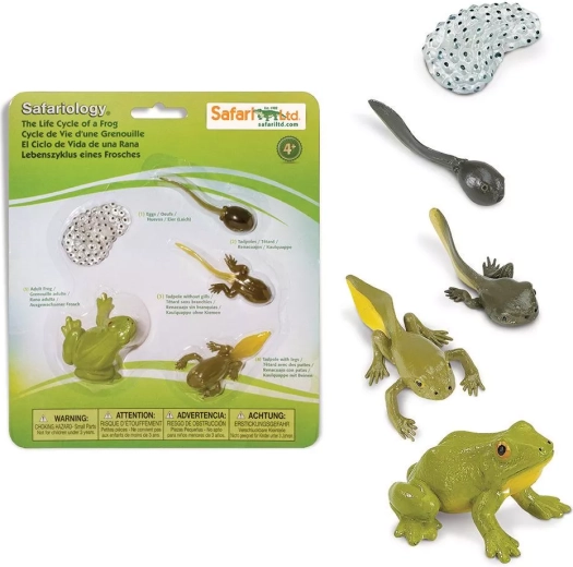 Safari Ltd. cykl życia żaby