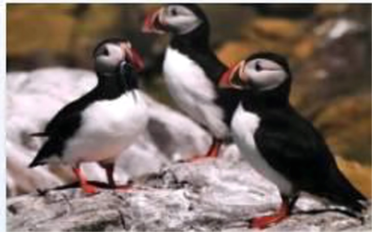 Realistyczny motyw maskonurów