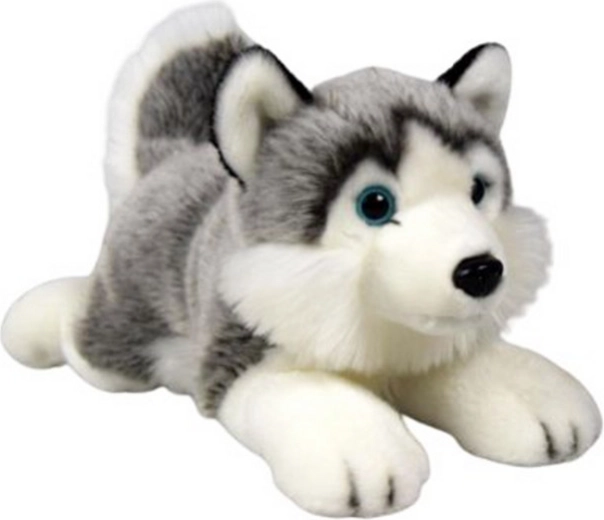 Pluszowy husky leżący 34 cm