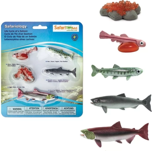 Safari Ltd. cykl życiowy łososia