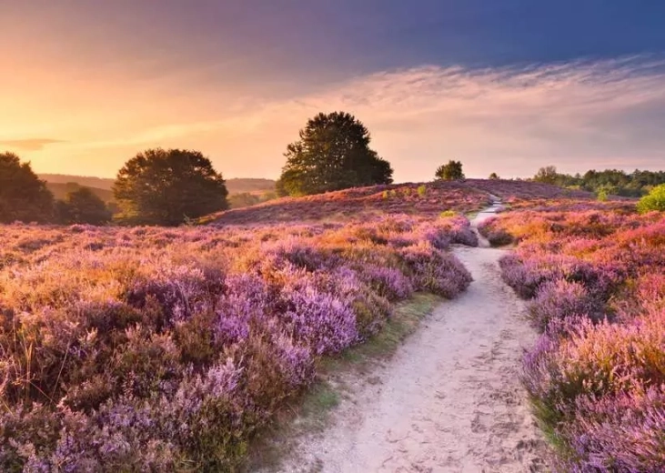 Puzzle RAVENSBURGER Różowa ścieżka 1000 elementów