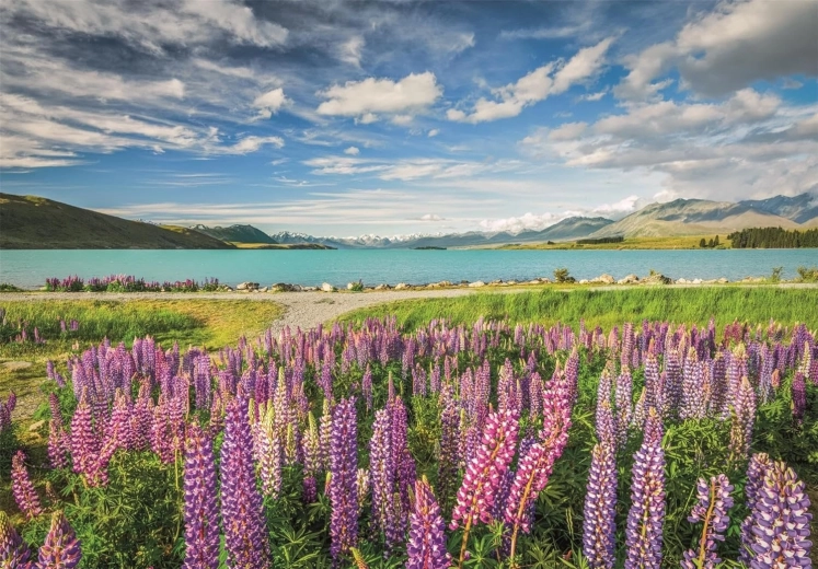 Clementoni puzzle Łubiny nad jeziorem Tekapo 1500 elementów