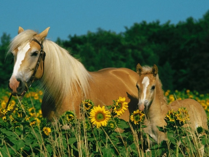 RAVENSBURGER Puzzle Końskie szczęście XXL 200 elementów