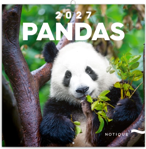 Kalendarz notatkowy z pandami 2027, 30 × 30 cm
