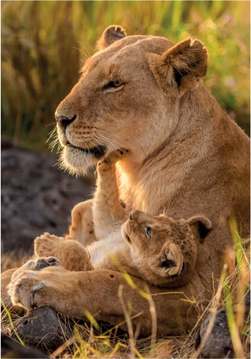 CLEMENTONI puzzle Kocia miłość 500 elementów