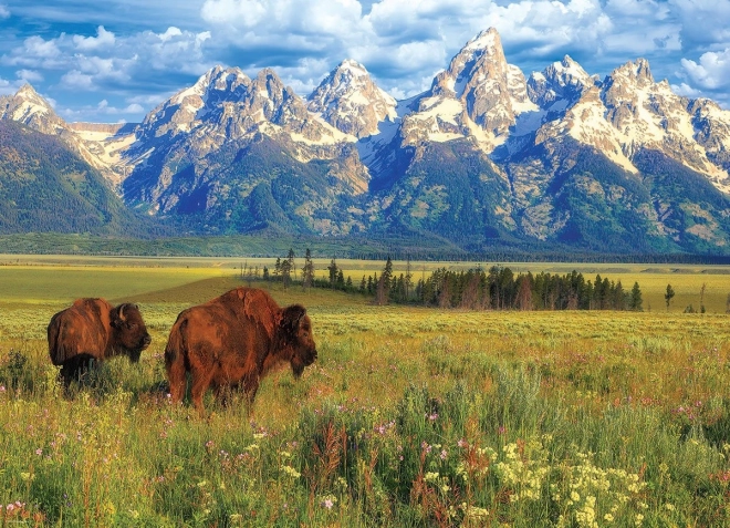 Puzzle piękny Park Narodowy Grand Teton 1000 elementów