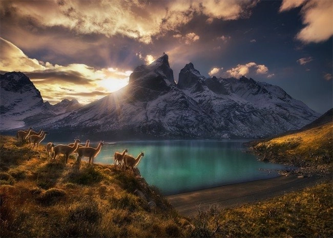 Puzzle Chile Lamy Guanako 1000 elementów