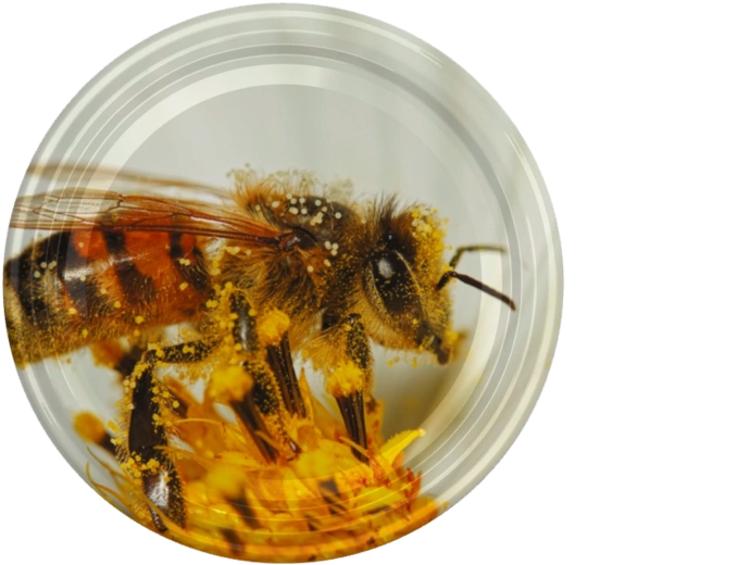 Wieczko do słoików fi66 z motywem pszczoły