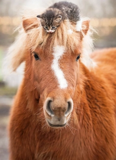 Ravensburger puzzle kucyk i kociak 500 elementów