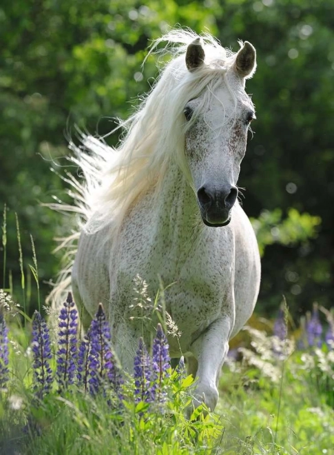 Puzzle Biały ogier XXL 100 elementów