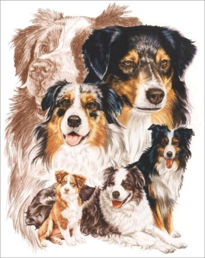 Malowanie diamentowe – pies owczarek australijski 30 × 40 cm - 1 sztuka