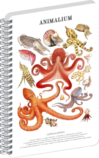 Notatnik spiralny Notique Animalium – głowonogi, w linie, A5