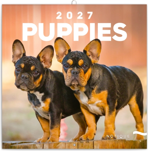 Notesowy kalendarz ścienny Szczenięta 2027, 30 × 30 cm