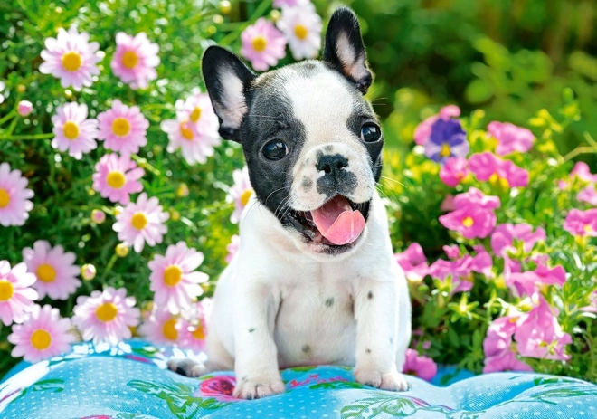 Puzzle 500 elementów French Bulldog Puppy