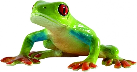 Żabka czerwonooka