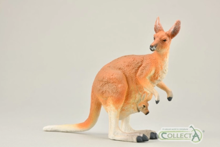 Collecta kangur rudy z młodym